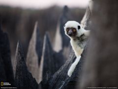 Tapeta National Geographic 348.jpg